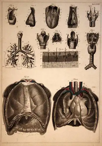 Kehlkopf larynx Brustkorb thorax Anatomie anatomy Medizin medicine Stahlstich steel engraving antique print