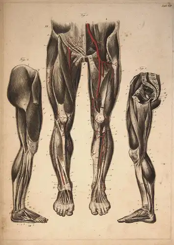 Beine legs Nerven nerves Arterien arteries Anatomie anatomy Medizin medicine Stahlstich steel engraving antiqu