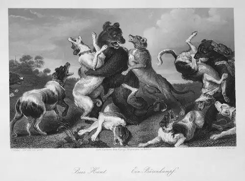 Bear hunt - Ein Bärenkampf - Bärenkampf bear hunt Hunde dogs Kampf fight Stahlstich steel engraving antique pr