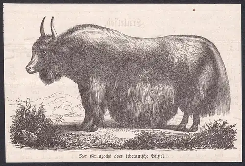 Der Grunzochs oder tibetanische Büffel - Yak Wild yak Büffel buffalo Ochse ox Rind beef Holzschnitt woodcut an