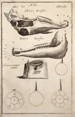 Obere Kieffer / Untere Kieffer / Frauenzimer Sattel - Pferde horses Pferd Kiefer Gebiss denture Hippologie Rei