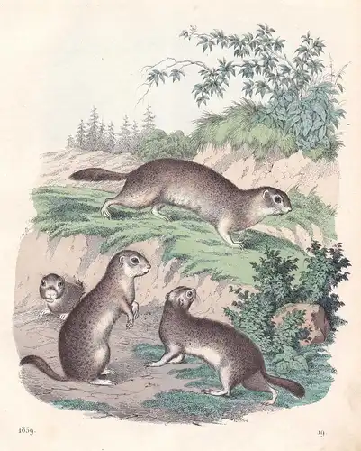 Das Erdziesel - Ziesel Erdhörnchen ground squirrels Spermophilus Lithographie lithograph antique print