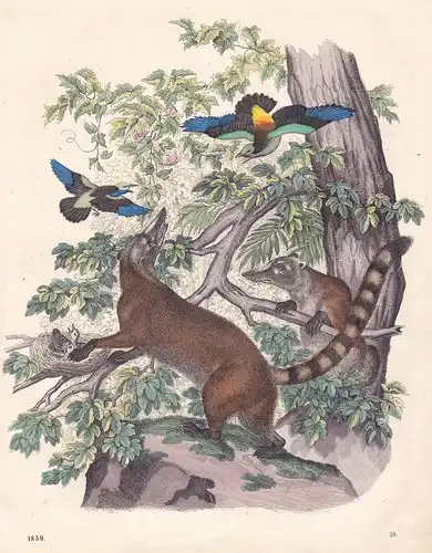 Der gesellige Cuati - Nasenbären Nasua Nasenbär Coati Rüsselbären proboscis bears Lithographie lithograph anti