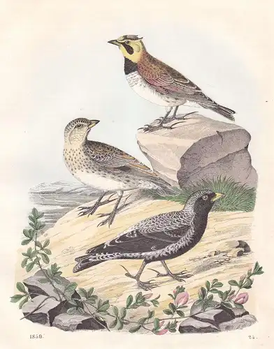 Die Tartarische und Berg-Lerchen - Lerche Lerchen lark larks Vogel bird Vögel birds Lithographie lithograph an