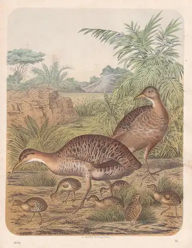 Truthühner Truthahn turkeys turkey Vogel bird Küken chick Lithographie lithograph antique print