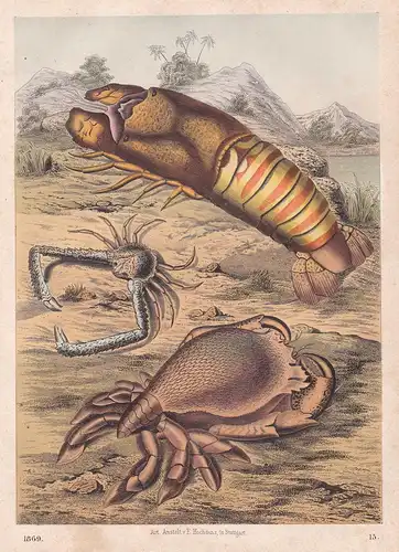 Krabben crab Krabbe Krebs Krebstiere crustaceans Lithographie lithograph antique print