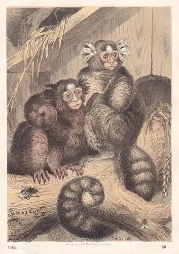 Affe monkey Affen monkeys Primat primate Primaten primates Lithographie lithograph antique print