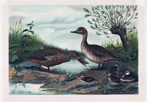 (Enten) - Ente duck ducks Wildente Wildenten Vogel Vögel bird birds