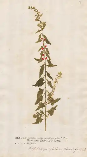 Blitum capitellis sparsis lateralibus - Blitum flowers Blumen Pflanze plant Botanik botany botanical
