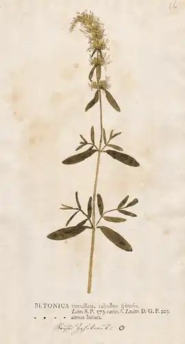 Betonica verticillata, calycibus... - hedgenettle Echte Betonie flowers Blumen Pflanze plant Botanik botany bo
