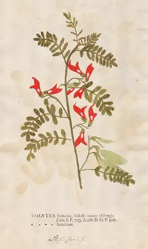 Colutea fruticosa, foliolis ovato oblongis - Blasensträucher Colutea flowers Pflanze plant Botanik botany bota