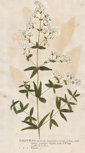 Galium foliis quaternis lanceolatis trineruiis... - bedstraw Labkräuter Botanik botany botanical