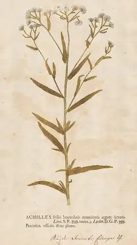 Achillea foliis lanceolatis acuminatis argute fettatis - Achillea Schafgarbe yarrow flower flower Pflanze plan