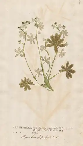 Alchemilla foliis digitatis ferratis. -  lady's mantle Frauenmantel Pflanze plant Blume Botanik botany botanic