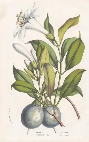 Fagraea Lanceolata. - Java Indonesia botanical Botanik Botanical Botany