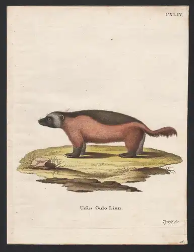 Ursus Gulo Linn. - Wolverine Vielfraß glutton carcajou skunk bear quickhatch
