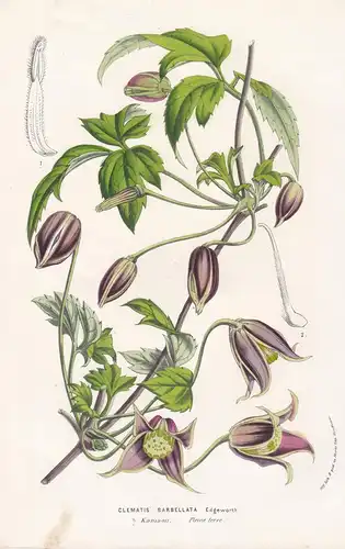Clematis barbellata. - Clematis flowers Blumen botanical Botanik Botanical Botany