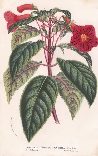 Locheria (Achimenes) Magnifica. - Achimenes Magic flowers Colombia Blumen botanical Botanik Botanical Botany