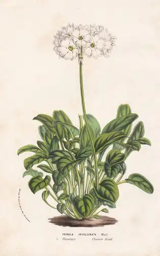 Primula Involucrata. - primrose Himalaya Primeln flowers Blumen flower Blume botanical Botanik Botanical Botan