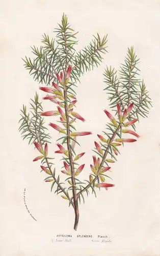 Astroloma Splendens. - Astroloma Australia flowers Blumen botanical Botanik Botanical Botany