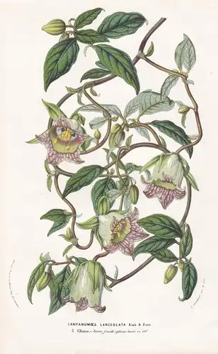 Campanumoea Lanceolata. -  deodeok lance asiabell East Asia botanical Botanik Botanical Botany
