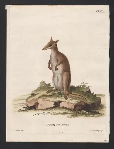 Didelphys Brunii. - Wallaby Wallabys Australia New Guinea