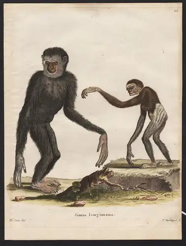 Simia longimana. - Gibbon Gibbons monkeys Affen monkey Affe
