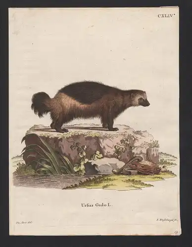 Ursus Gulo L. - Wolverine Vielfraß glutton carcajou skunk bear quickhatch