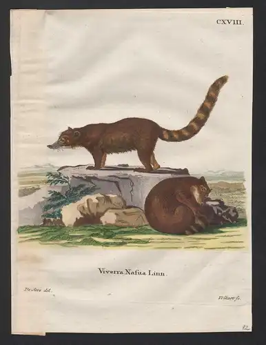 Viverra Nasua Linn - South American coati quati raccoon Südamerikanischer Nasenbär