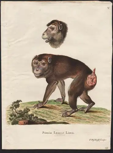 Simia Inuus Linn. - Southern pig-tailed macaque beruk Südlicher Schweinsaffe monkey monkeys Affen