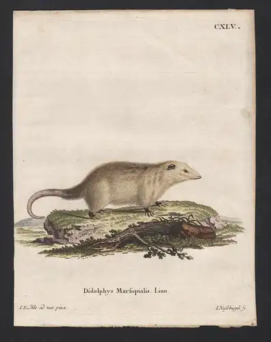 Didelphys Marsupialis. Linn - opossum Südopossum manicou gambá South America