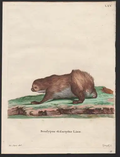 Bradypus didactylus Linn - Linnaeus's two-toed sloth sloths Eigentliches Zweifingerfaultier Unau