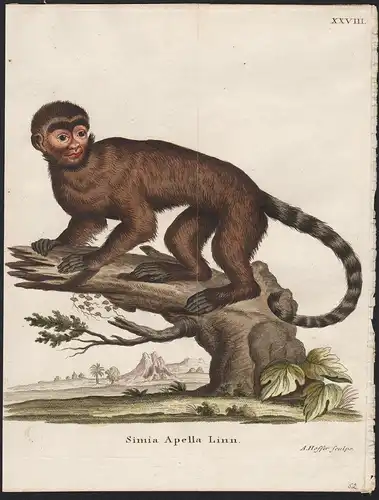 Simia Apella Linn. - Tufted capuchin Gehaubter Kapuziner monkeys monkey Affe Affen