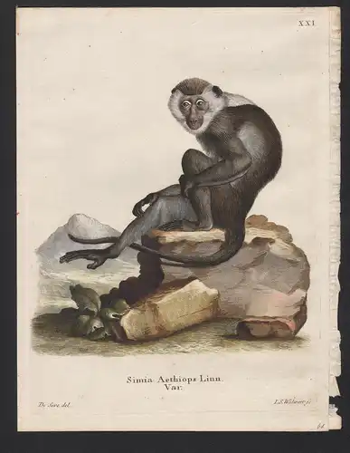 Simia Aethiops Linn. Var. - Äthiopische Grünmeerkatze Grivet African green monkey savannah monkey monkeys