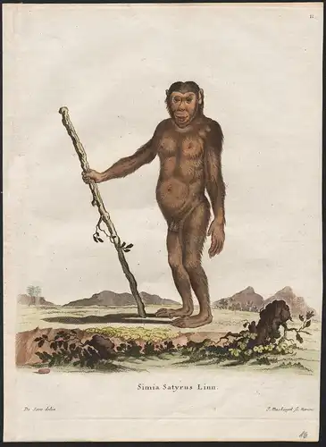 Simia Satyrus Linn. - Orangutan Orang-Utans ape apes