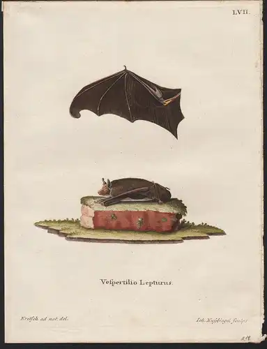 Vespertilio Lepturus. - Lesser sac-winged bat Fledermaus bats America