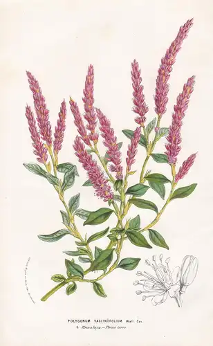Polygonum Vacciniifolium Wall. Cat. - knotweed Himalaya botanical Botanik Botanical Botany
