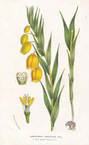 Sandersonia Aurantiaca - Christmas bells golden lily of the valley Chinese lantern lily flowers Blumen flower