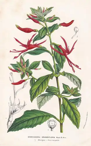 Semeiandra Grandiflora -  Mexico Mexiko flowers Blumen flower Blume Botanik Botanical Botany antique print
