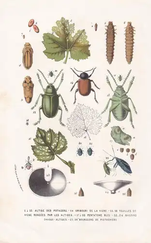 1 a 13 Altise des Potagers... - Flohkäfer Flea beetles bug insects Botanik Botanical