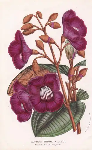 Calyptraria Haemantha. - South America flower Blume flowers Blumen botanical Botanik Botanical Botany