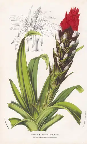 Guzmannia Tricolor - Guzmania tufted airplant Peru Jamaica botanical Botanik Botanical Botany