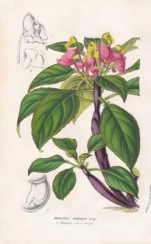 Impatiens Jerdoniae - India Bengal flowers Blumen Mexico Mexiko botanical Botanik Botanical Botany