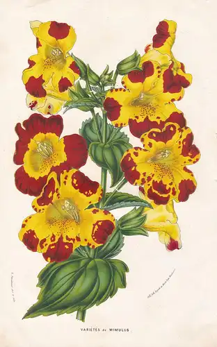 Varietes de Mimulus - Mimulus Monkey flowers Blumen Botanik Botanical Botany antique print
