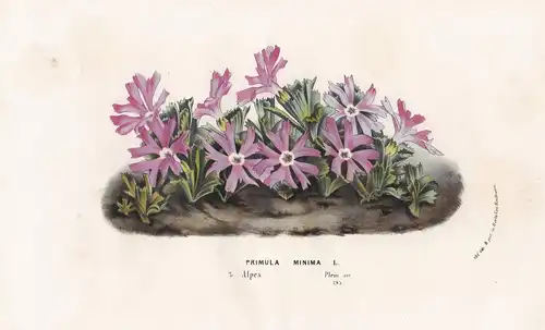 Primula Minima - Blume flowers Blumen flowers Botanik Botanical Botany antique print