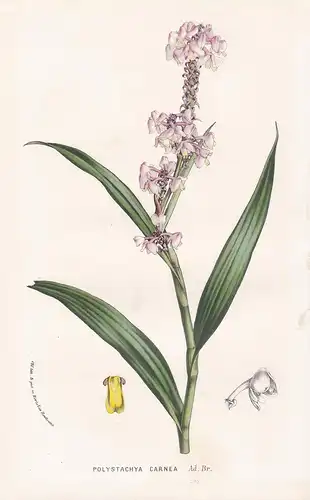 Polystachya Carnea - Polystachya rhodoptera orchid Blume flowers Blumen flowers Botanik Botanical Botany antiq