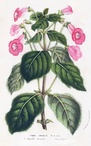 Tydaea Amabilis - tree gloxinia flowers Blumen South America Botanik Botanical Botany antique print