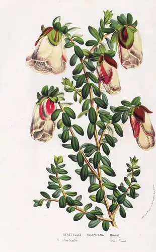 Genetyllis Tulipifera - Mondurup bell Darwinia macrostegia Albany Australia flowers Blumen Botanik Botanical B