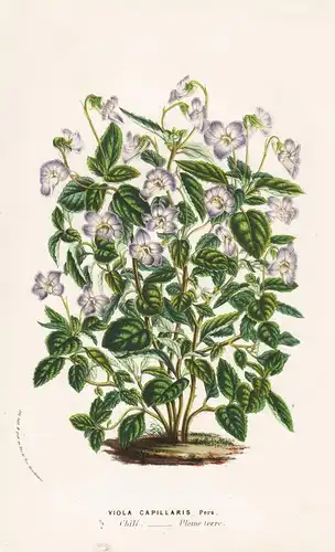 Viola Capillaris. - Viola Violas Chile flowers Blumen Botanik Botanical Botany antique print