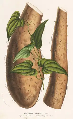 Dioscorea Batatas - Chinese Yam cinnamon-vine China Botanik Botanical Botany antique print